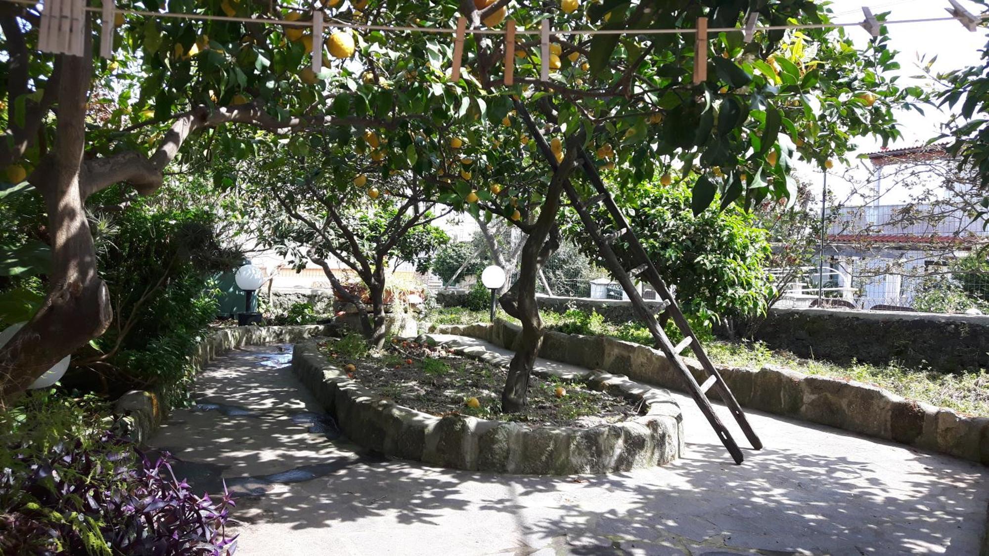 Holiday Apartments Lacco Ameno  Dış mekan fotoğraf